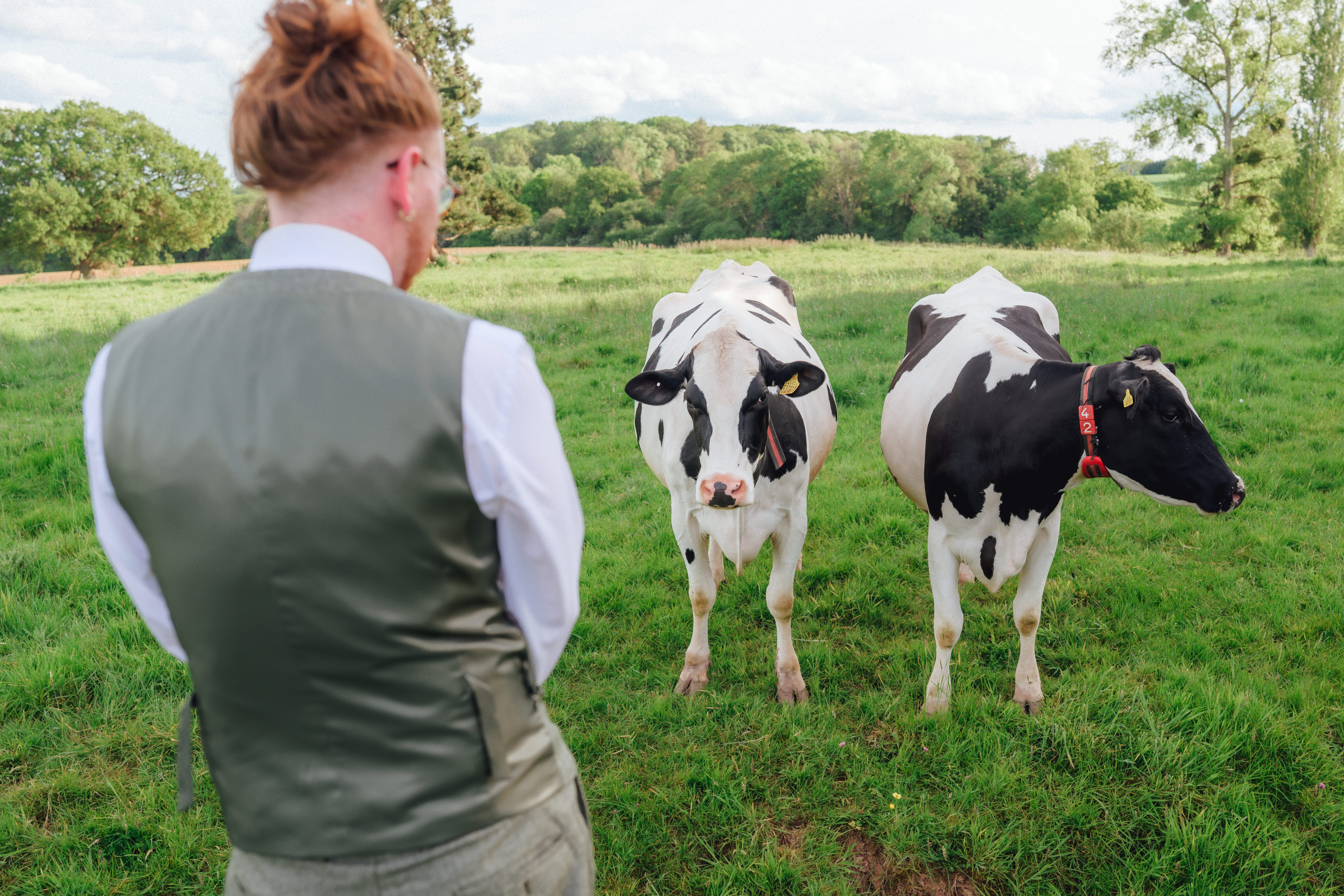 The cows came to see what was going on